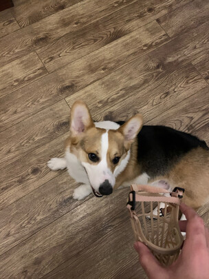 狗狗嘴套
