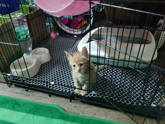 猫砂盆