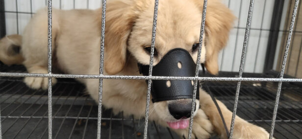 狗狗嘴套