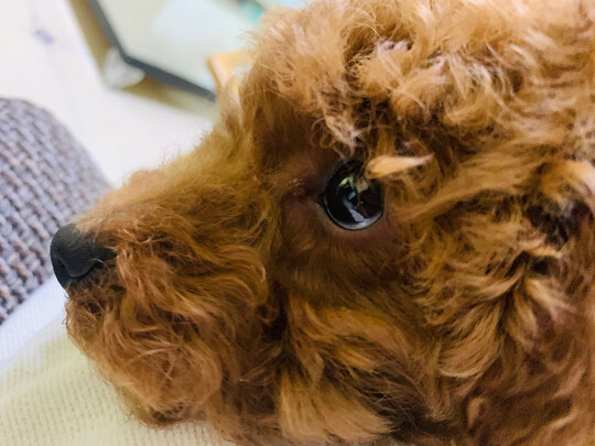  狗狗剃毛器