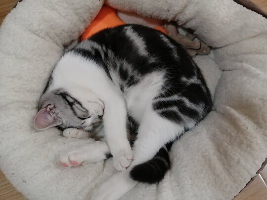 猫窝