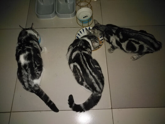 猫粮罐头