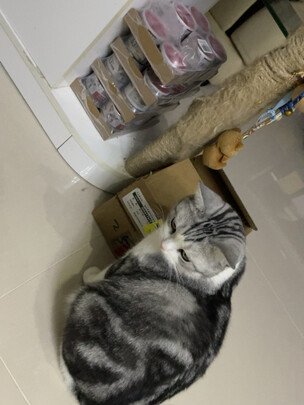 猫罐头