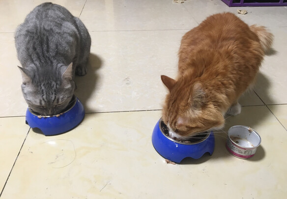 猫零食