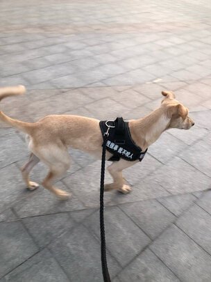 狗狗牵引绳