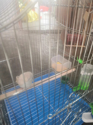 鸟笼