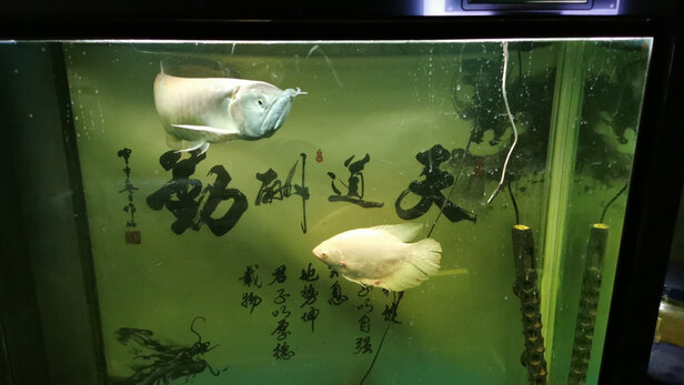 鱼缸刮藻刀