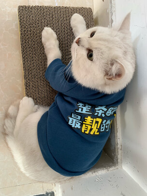 猫条猫零食