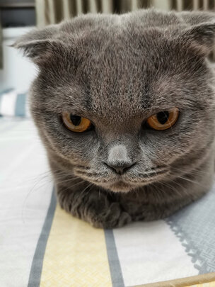 猫条猫零食
