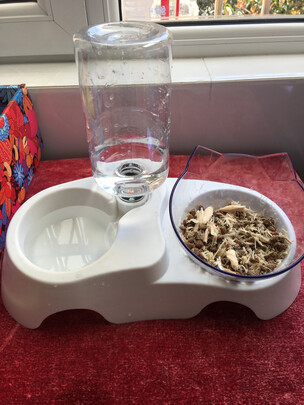 宠物饮水机