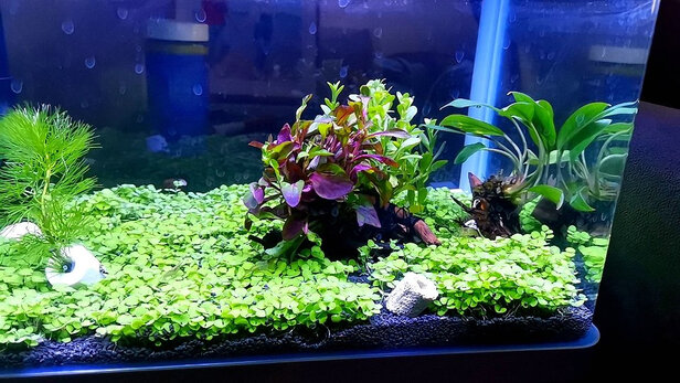 水草泥