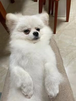 狗狗沐浴露