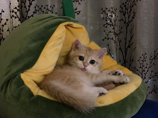 猫窝