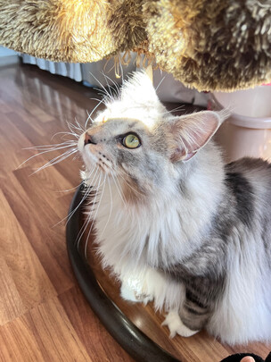 猫粮罐头