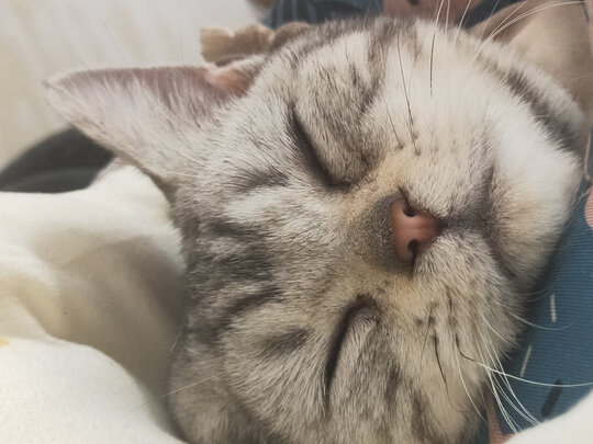 猫粮
