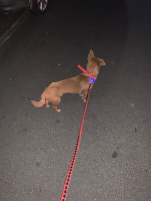 狗狗牵引绳