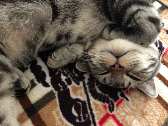 猫条猫零食