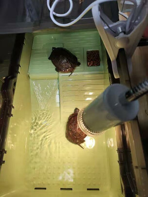 乌龟缸