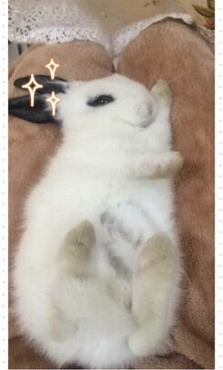兔粮