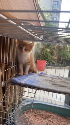 猫笼