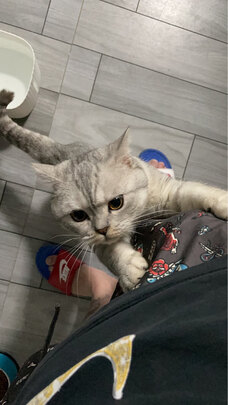 猫冻干