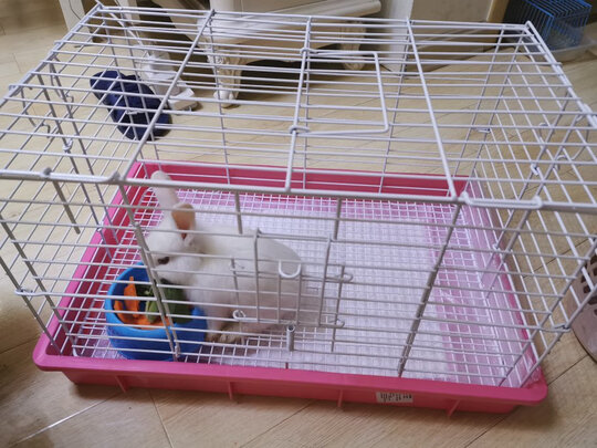 兔笼子