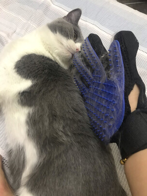 猫狗梳子