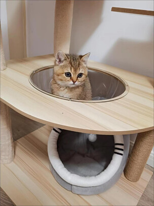 猫爬架
