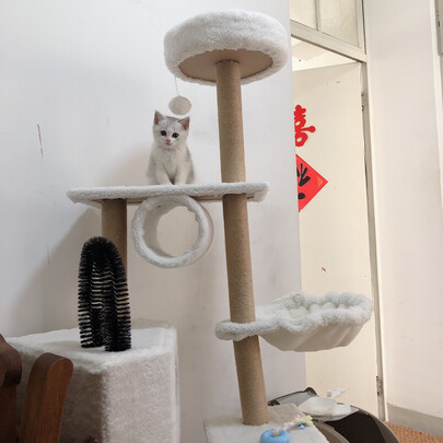 猫爬架