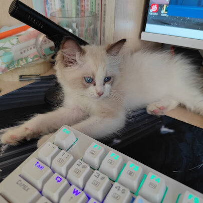 猫粮罐头