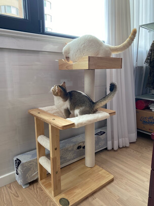 猫爬架