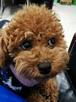 狗狗鞋