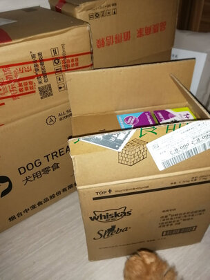 猫罐头