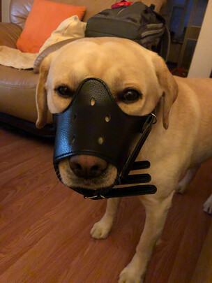 三,slpc狗狗嘴套网友对比评测