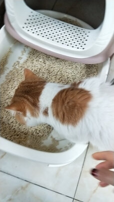 豆腐猫砂