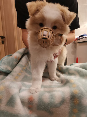 狗狗嘴套