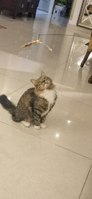 逗猫棒