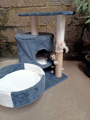 猫爬架