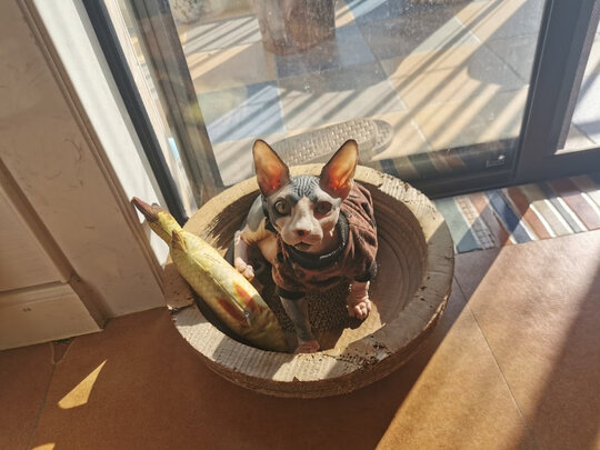 豆腐猫砂