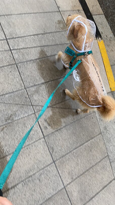 狗狗雨衣