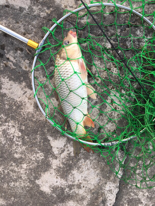 海竿
