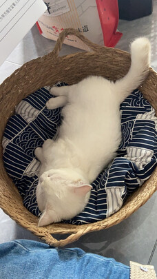 狗窝