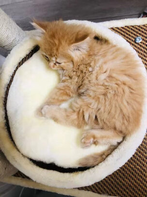 猫爬架