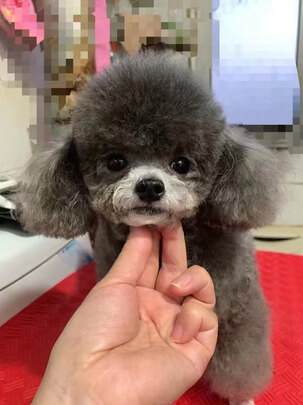 宠物沐浴露