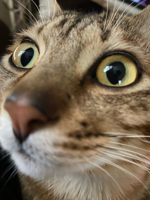 膨润土猫砂