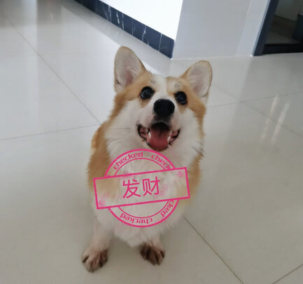 宠物沐浴露
