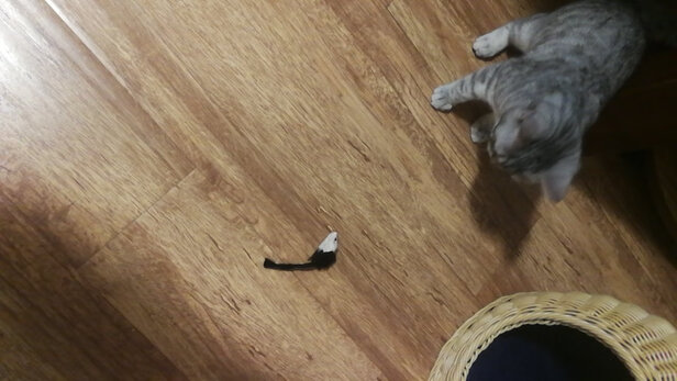 猫玩具