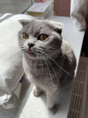 膨润土猫砂