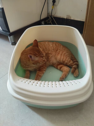 猫砂盆