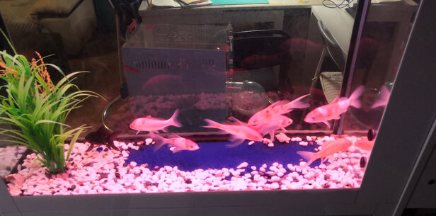 鱼缸潜水泵